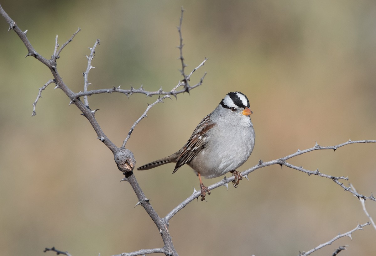 White-crowned Sparrow - ML404727781
