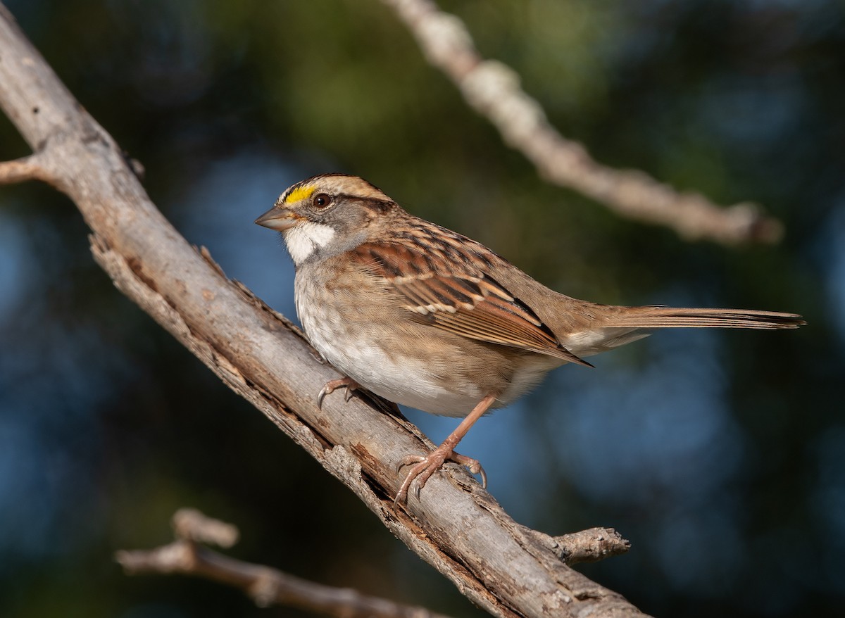 White-throated Sparrow - William Higgins