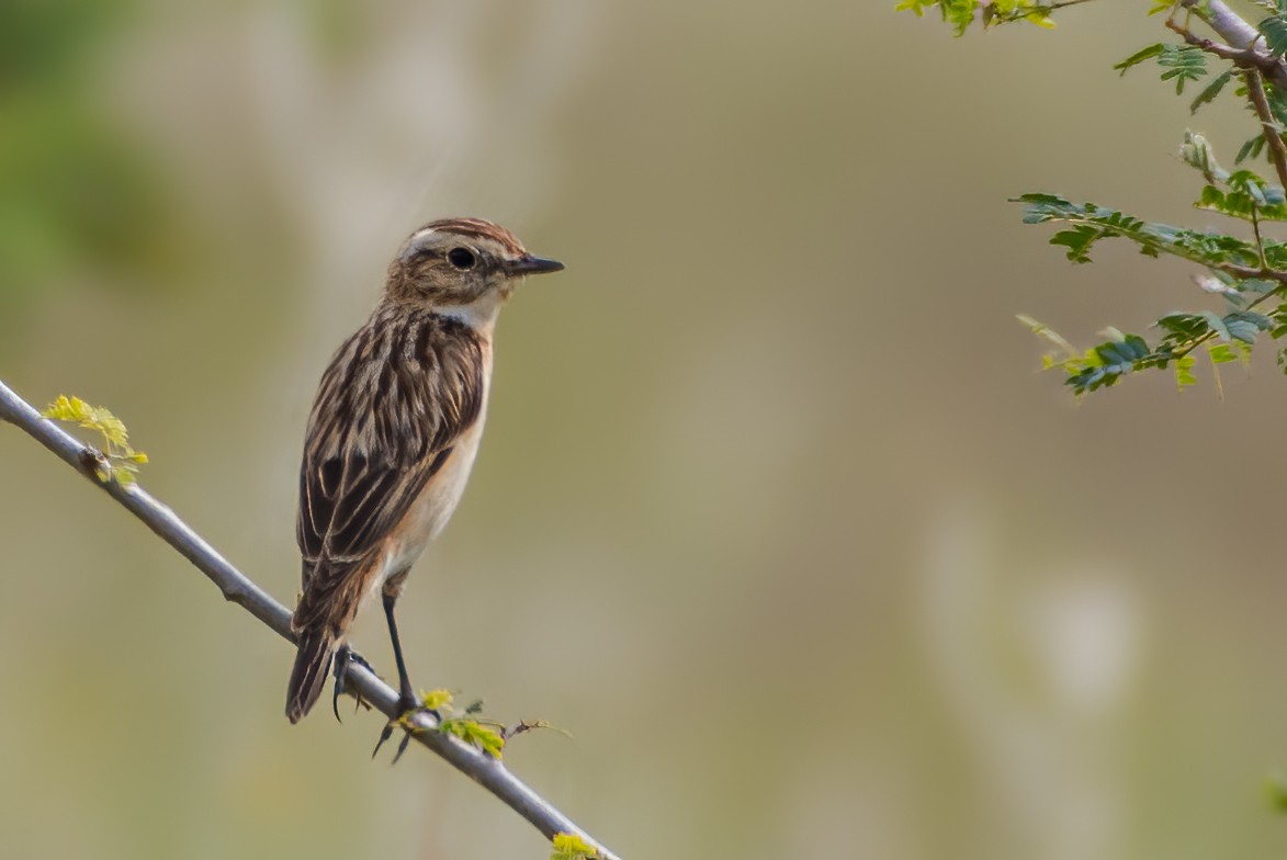 Whinchat - ML404728561