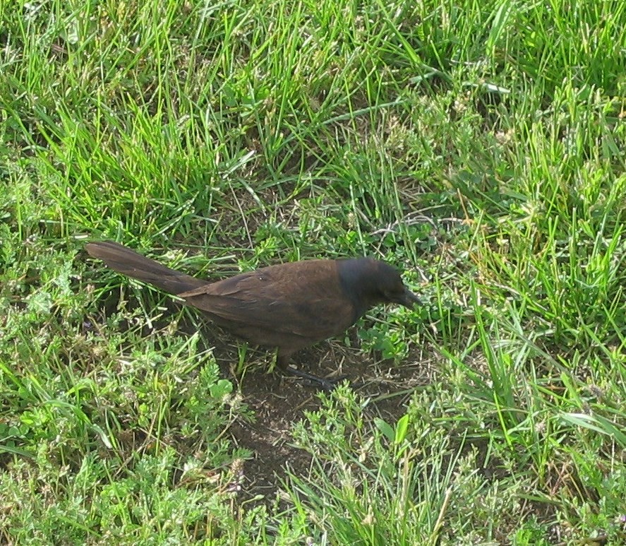 Common Grackle - Terry Hill