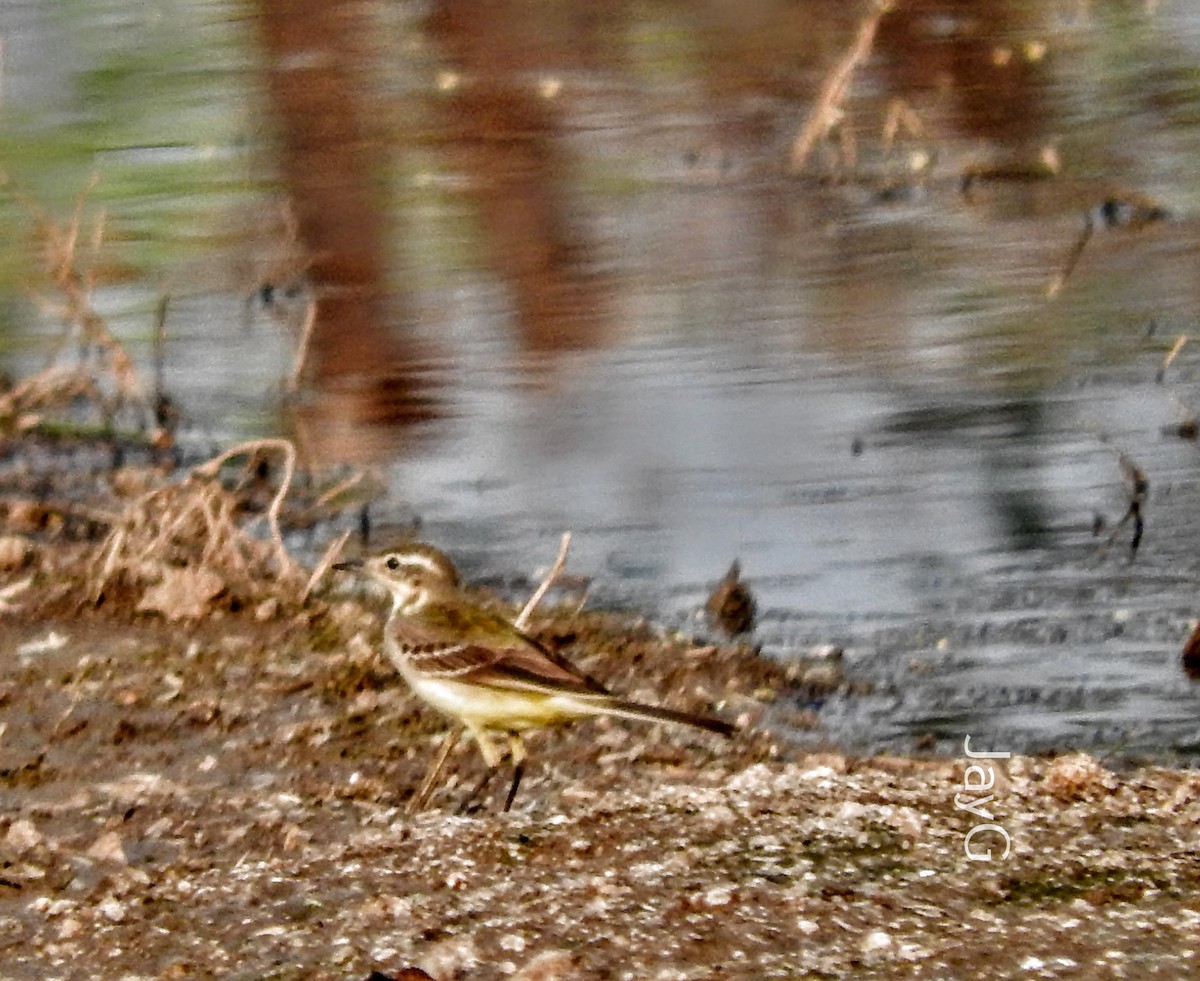 Western Yellow Wagtail - Jay Govind