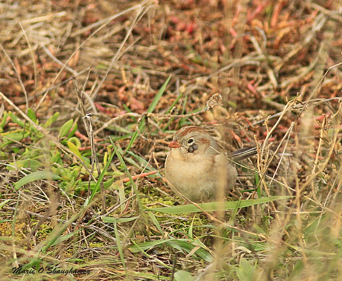 Field Sparrow - ML40473451
