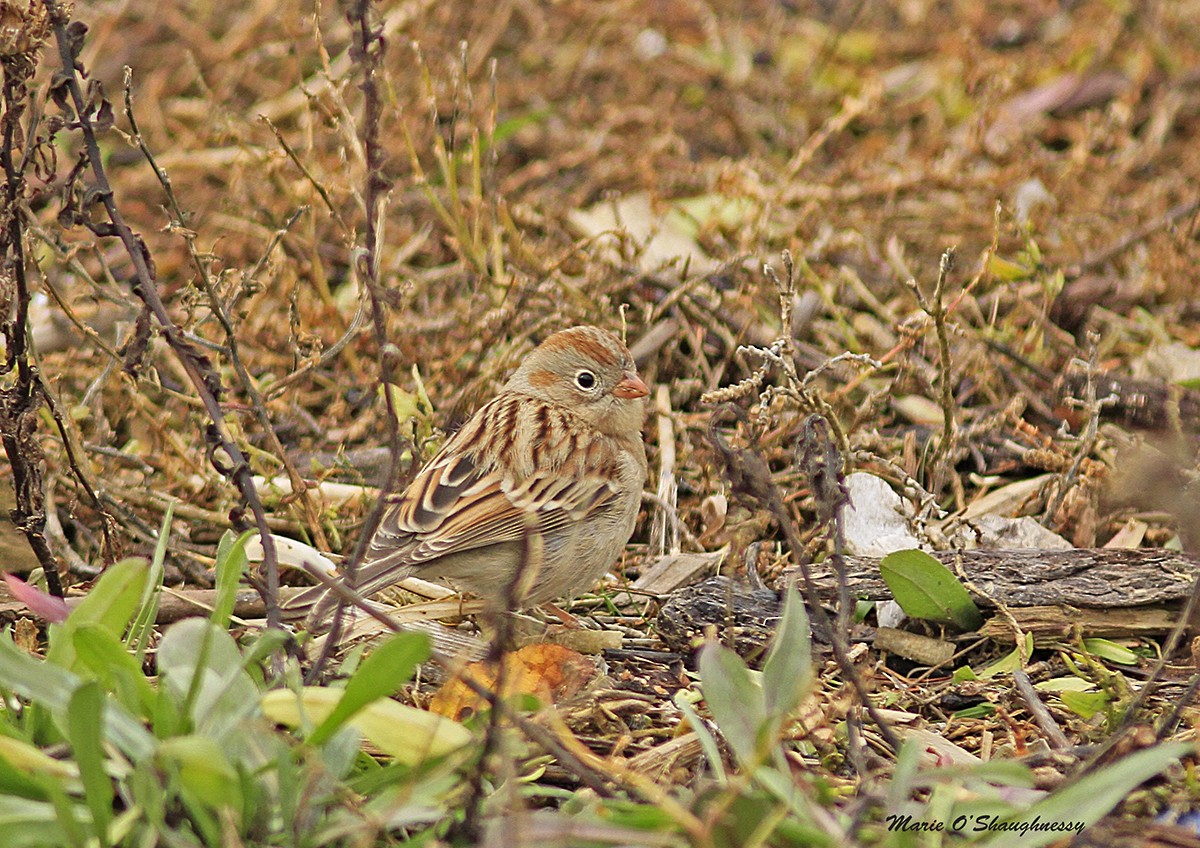 Field Sparrow - ML40473471