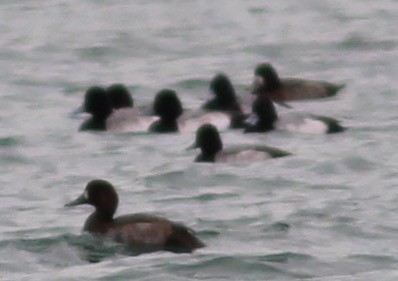 Greater Scaup - Breck Tyler