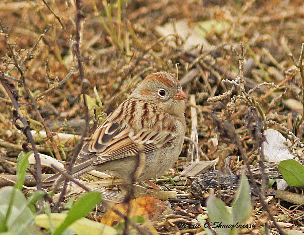 Field Sparrow - ML40473611