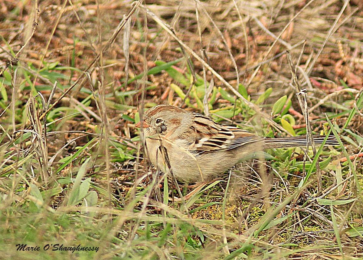 Field Sparrow - Marie O'Shaughnessy