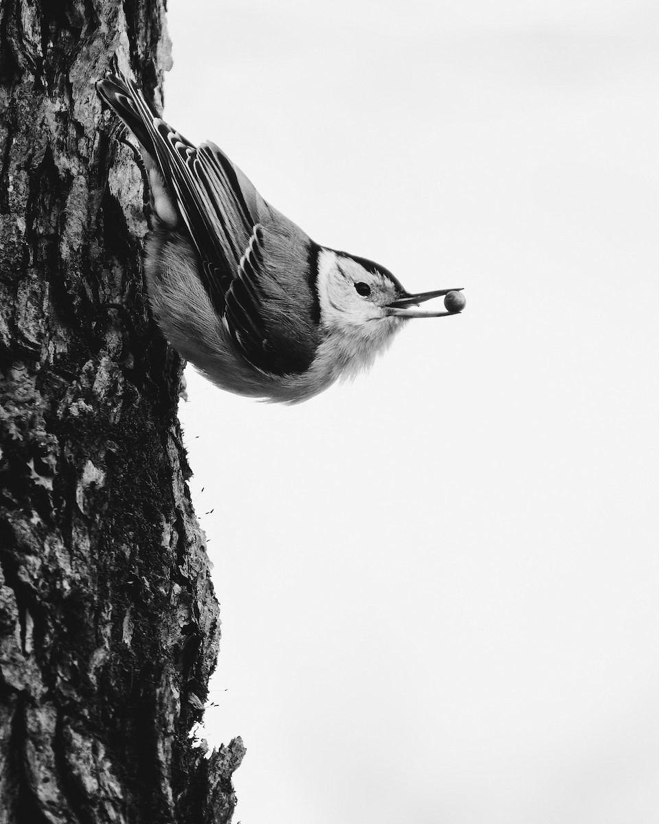 White-breasted Nuthatch - ML404742781