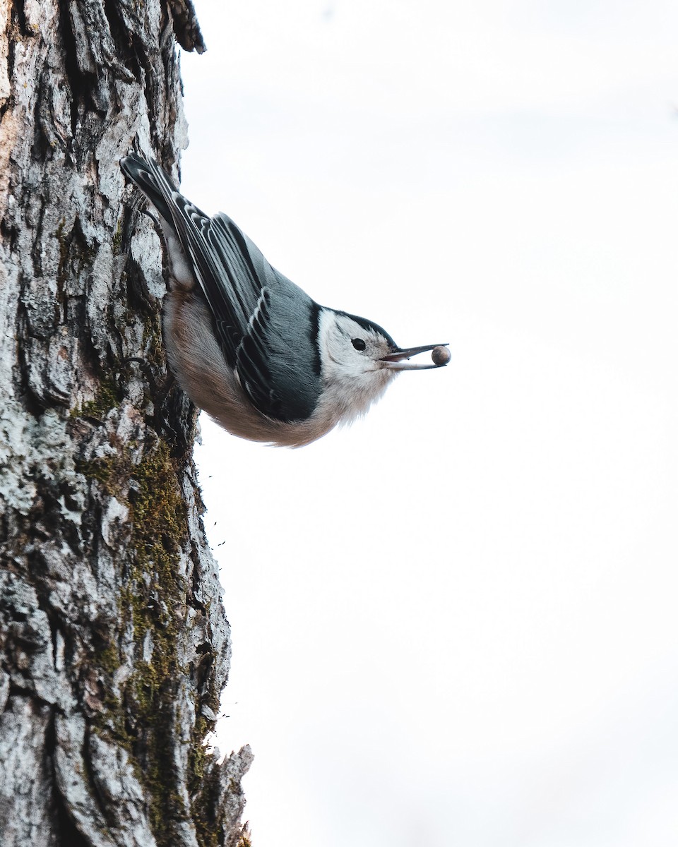 White-breasted Nuthatch - Charles Gage