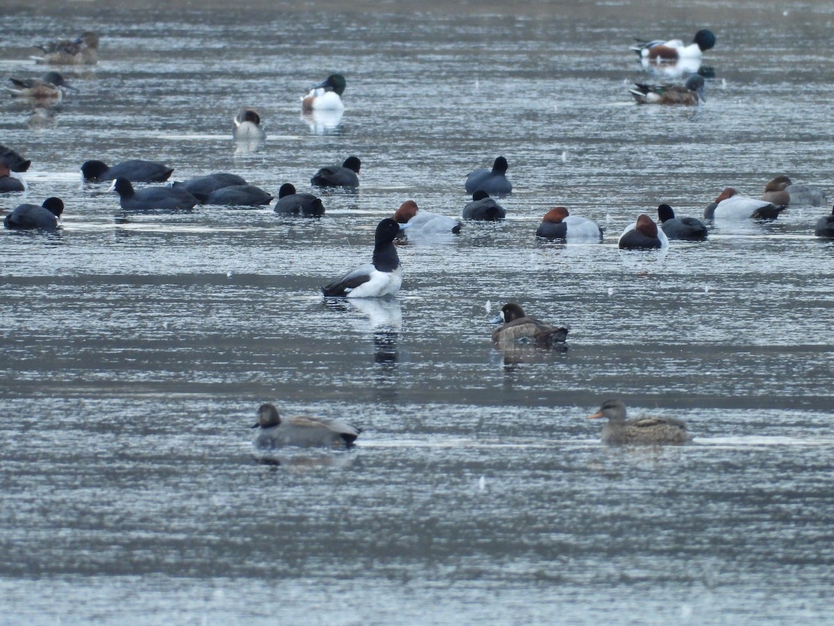 Greater Scaup - ML404745961