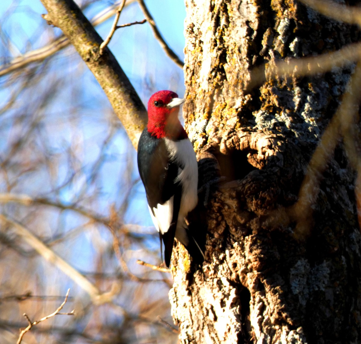 Red-headed Woodpecker - ML404753031