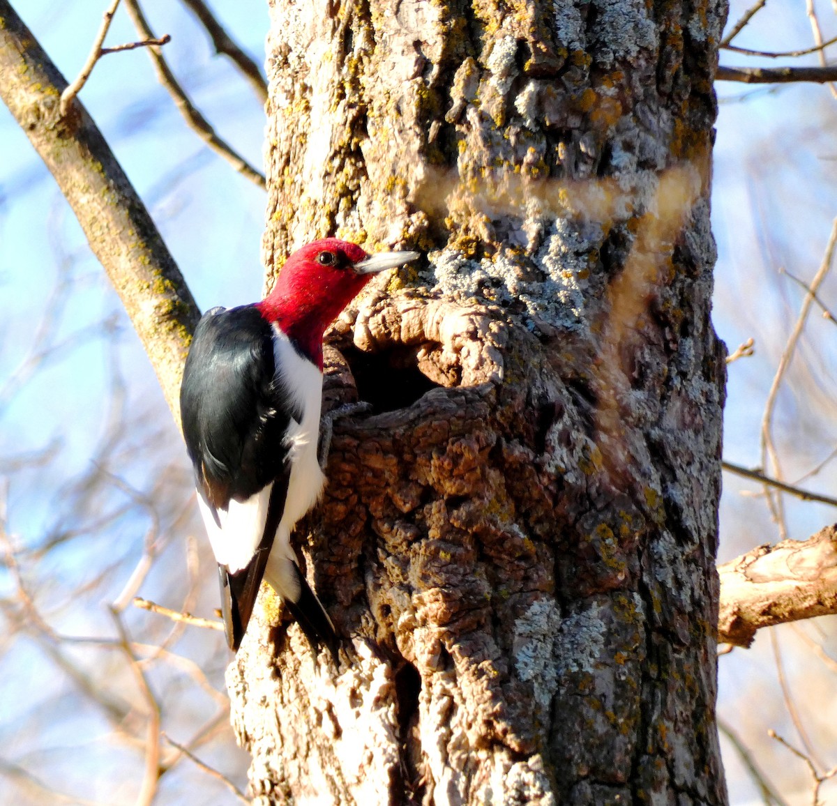 Red-headed Woodpecker - ML404753051