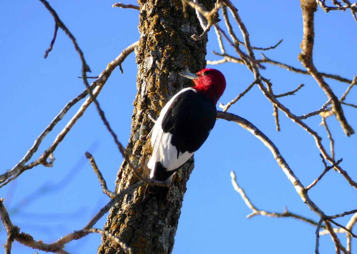 Red-headed Woodpecker - ML404754111
