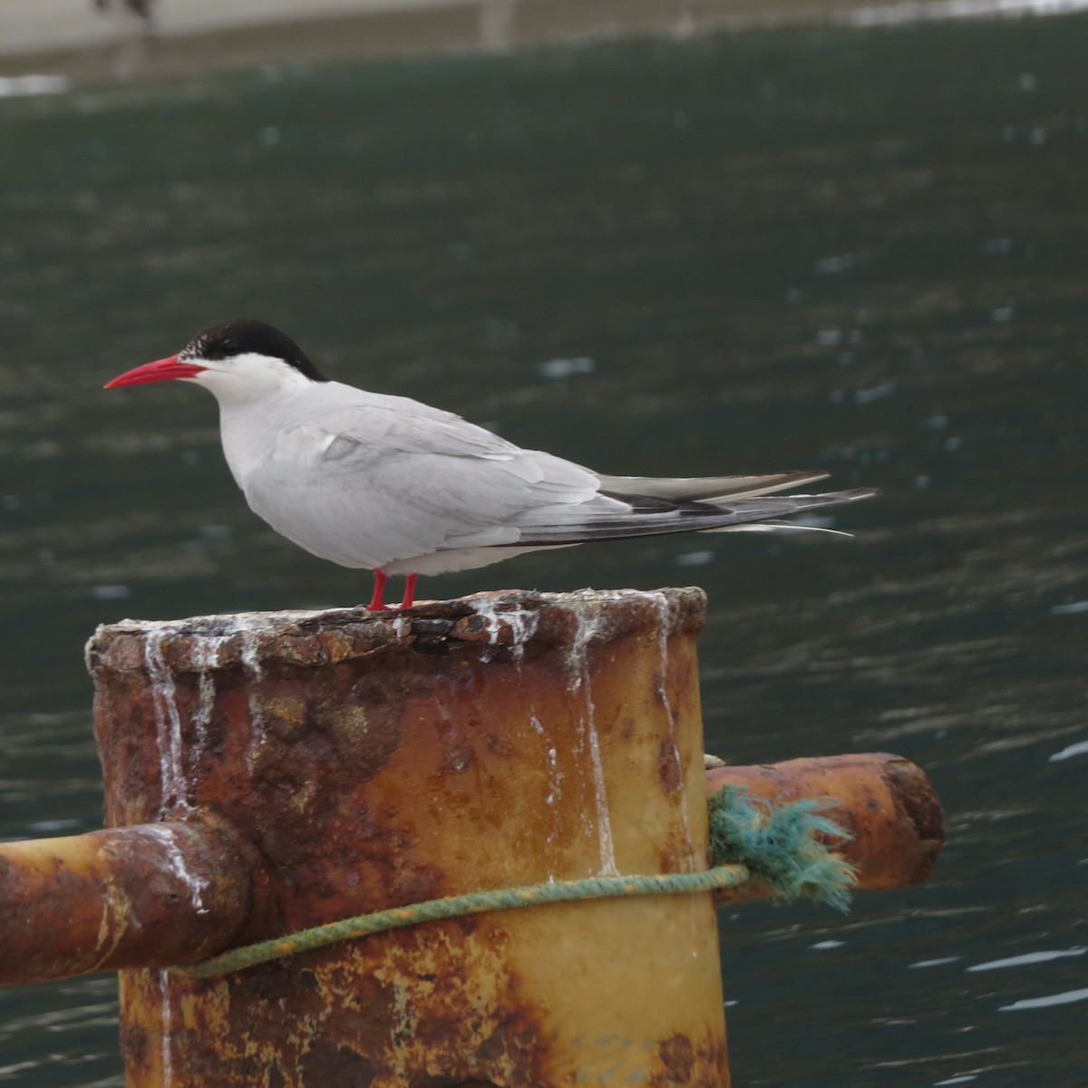 South American Tern - Mayte Samblas