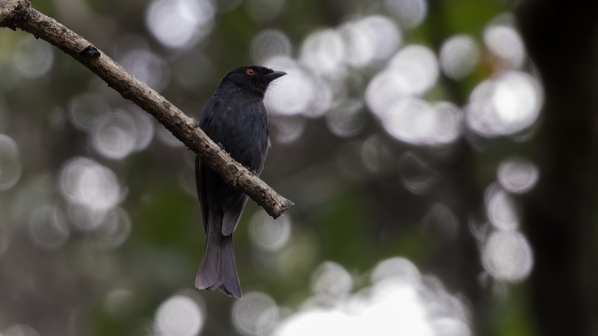 Common Square-tailed Drongo - ML404759171