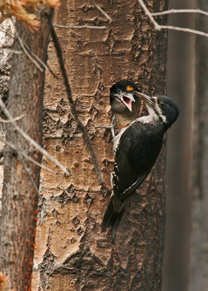 Black-backed Woodpecker - ML40476021