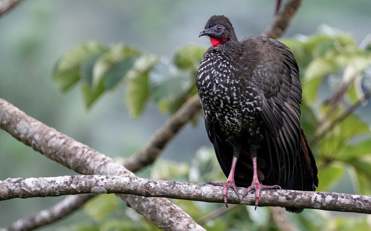 Crested Guan - ML404761151