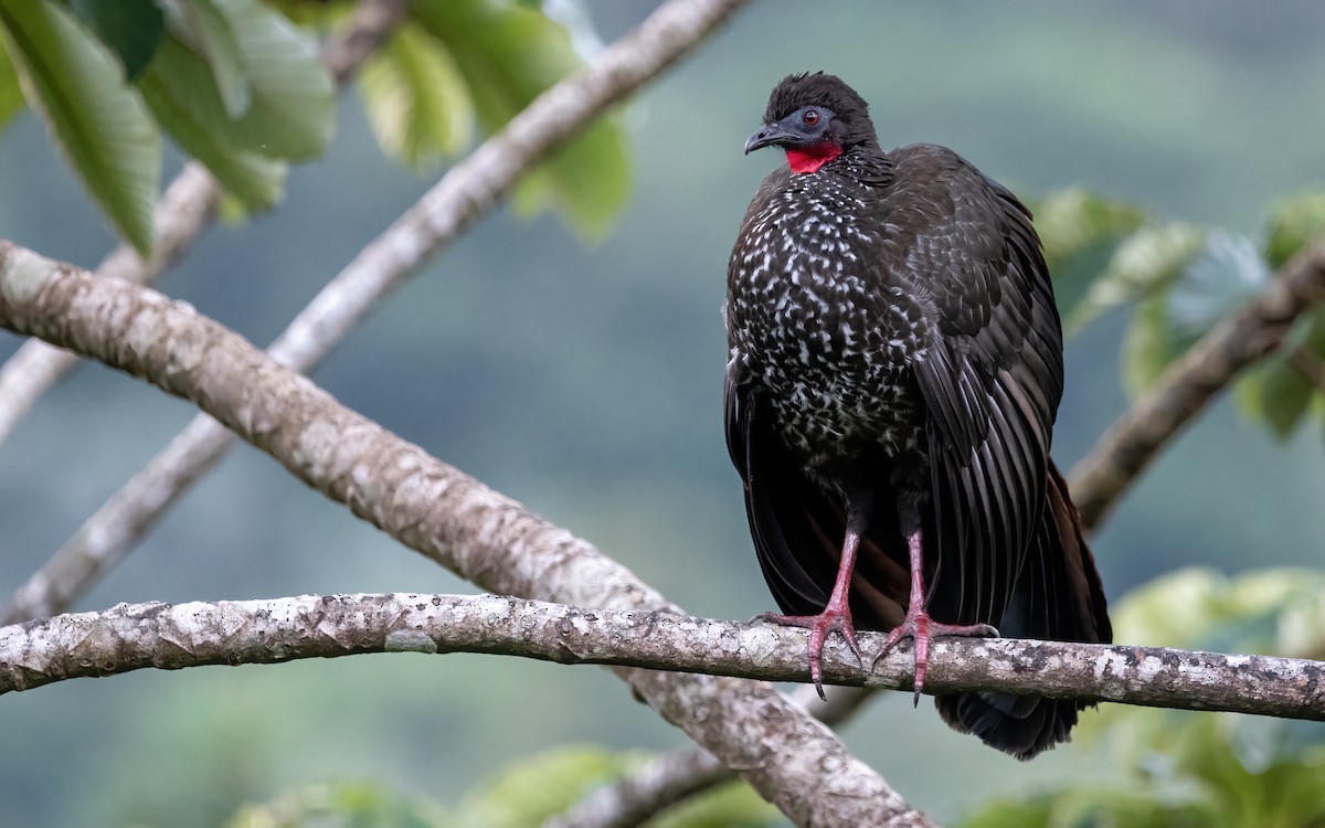 Crested Guan - ML404761161