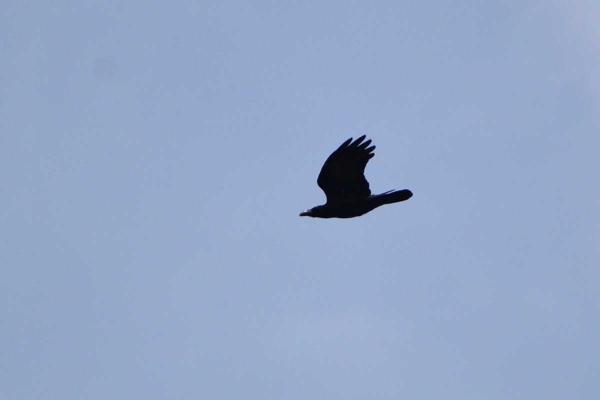 Large-billed Crow - ML404770001