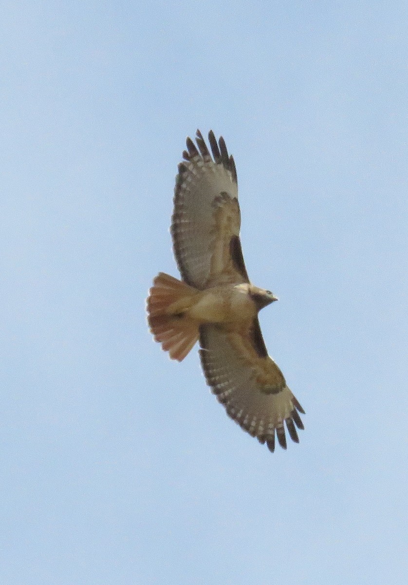 Red-tailed Hawk - ML40477681
