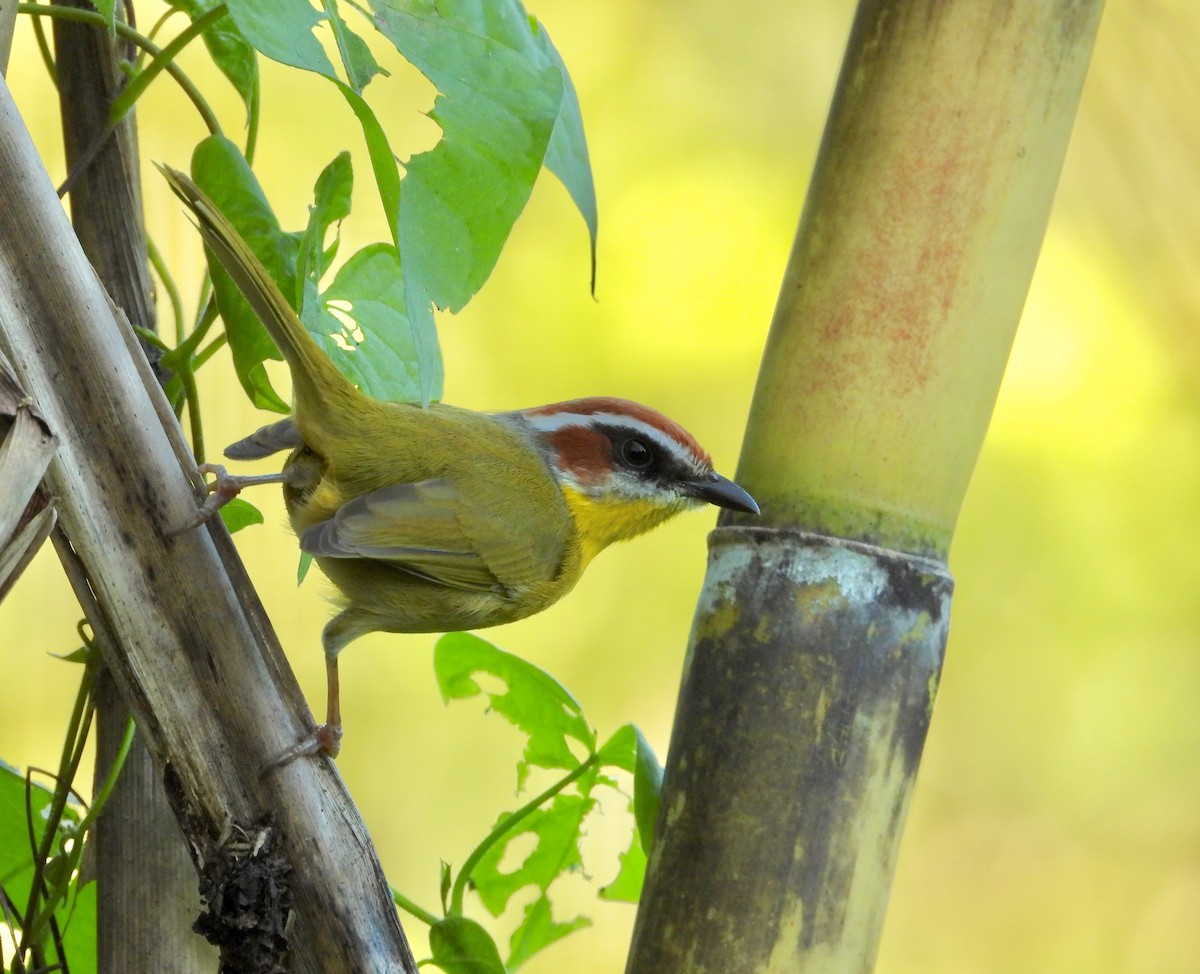 Rufous-capped Warbler - ML404779301