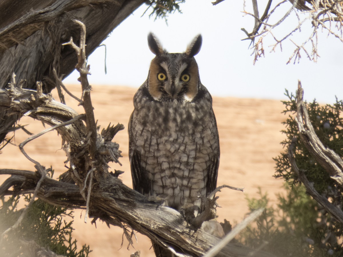 Long-eared Owl - Glenn Kincaid
