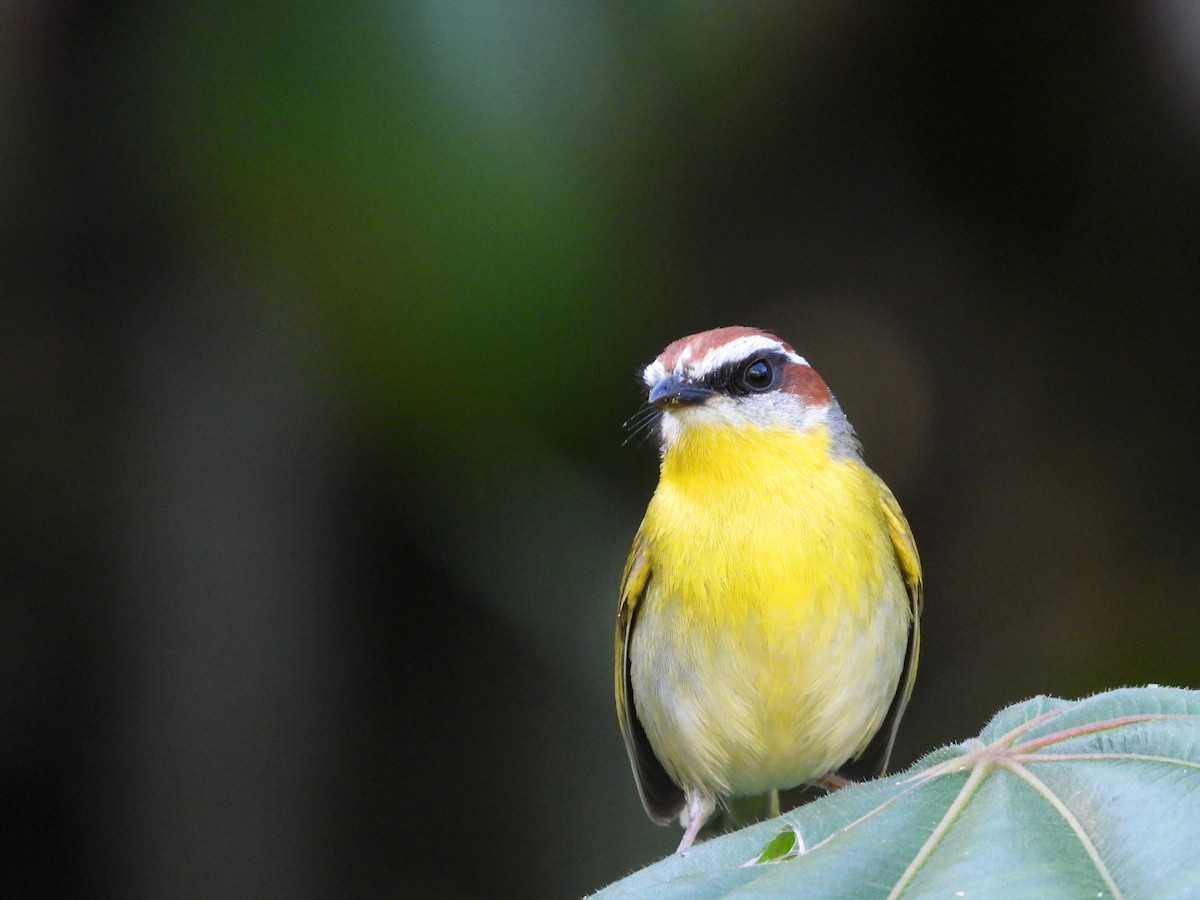 Rufous-capped Warbler - ML404782781