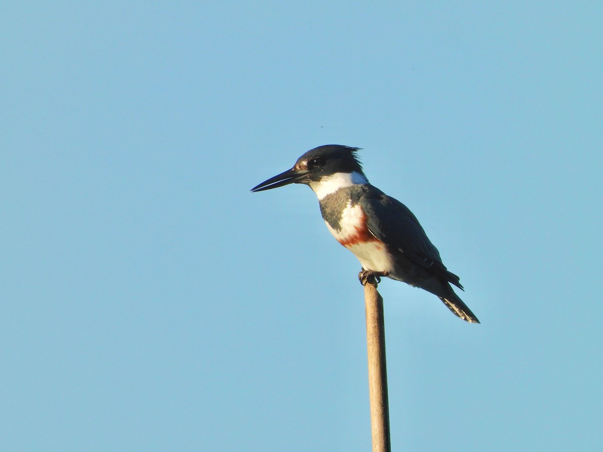 Belted Kingfisher - Kalin Ocaña