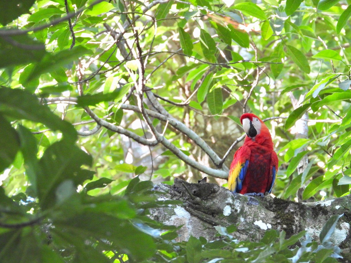 Scarlet Macaw - ML404785991