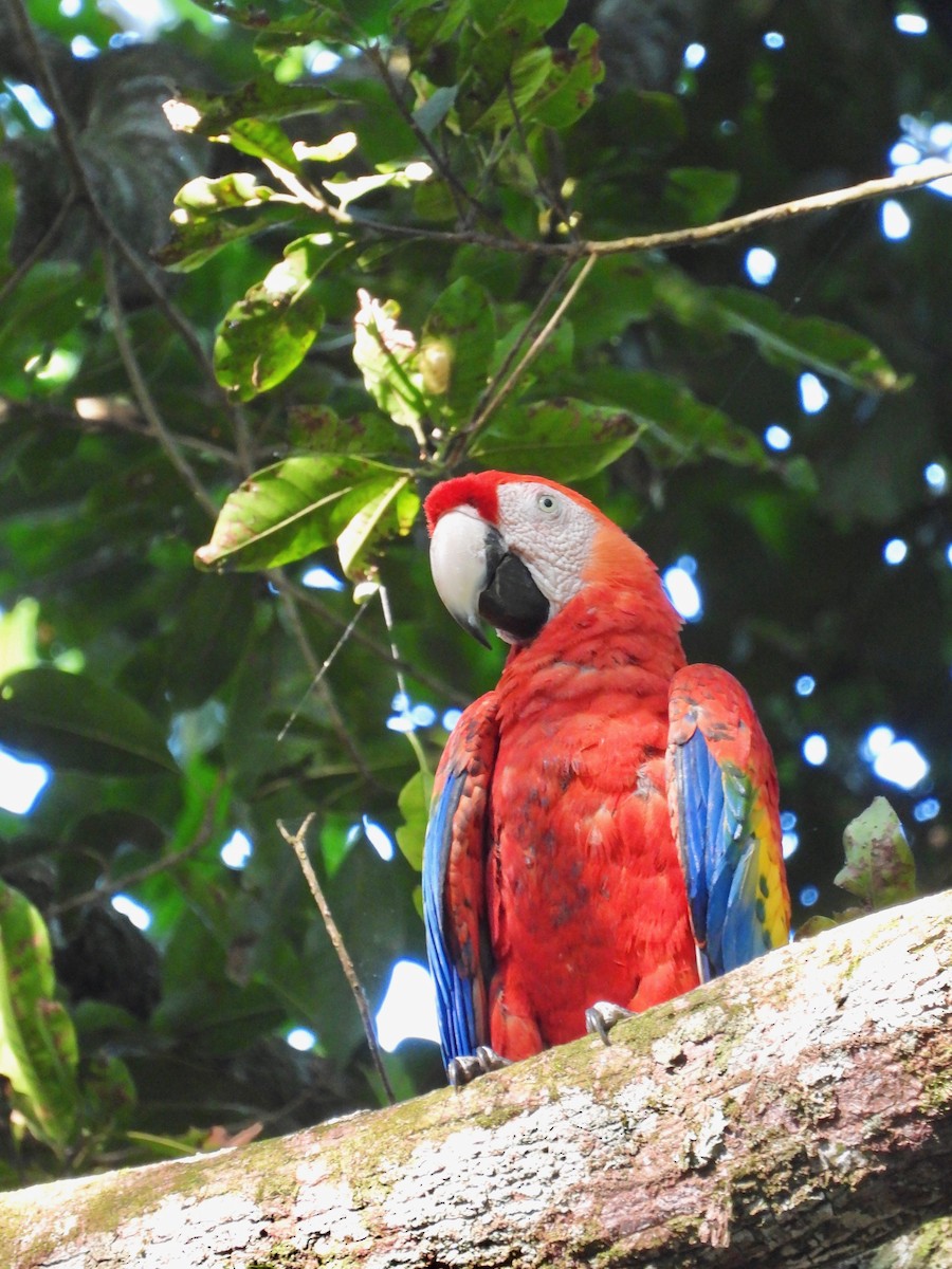 Scarlet Macaw - ML404786001