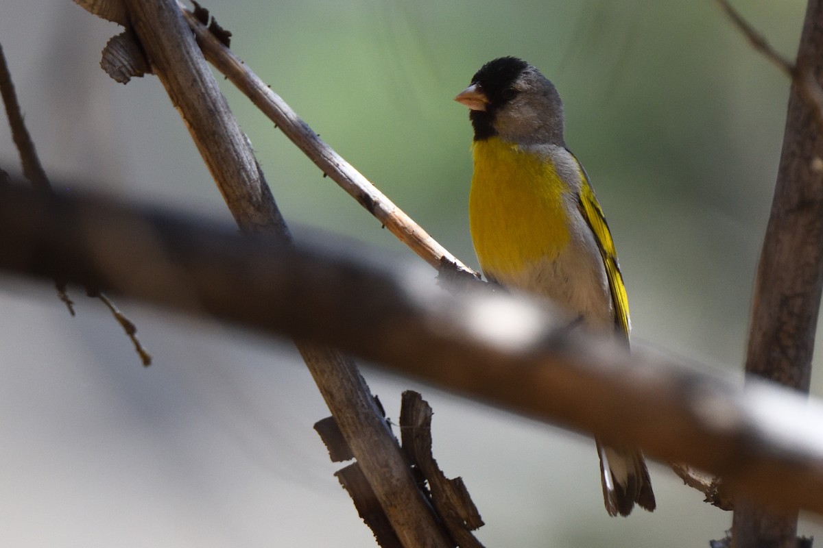 Lawrence's Goldfinch - ML404788141