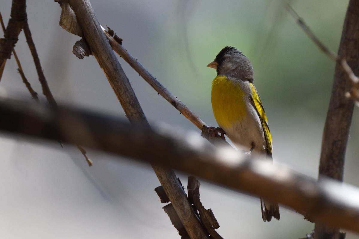 Lawrence's Goldfinch - ML404788171