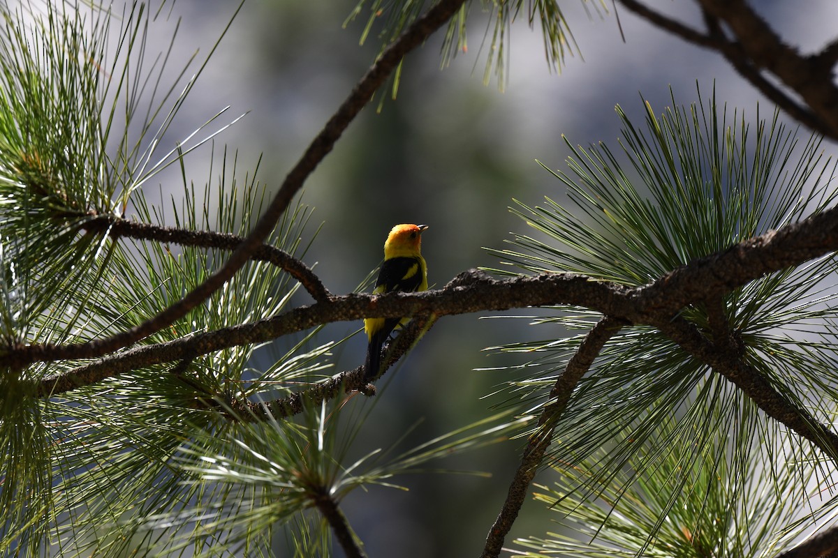 Western Tanager - ML404788371