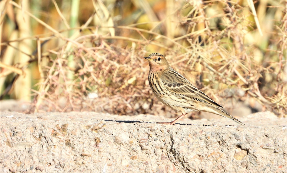 Red-throated Pipit - Chakavak Abbaspour