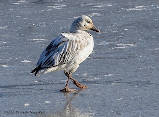 Snow Goose, ML404792551