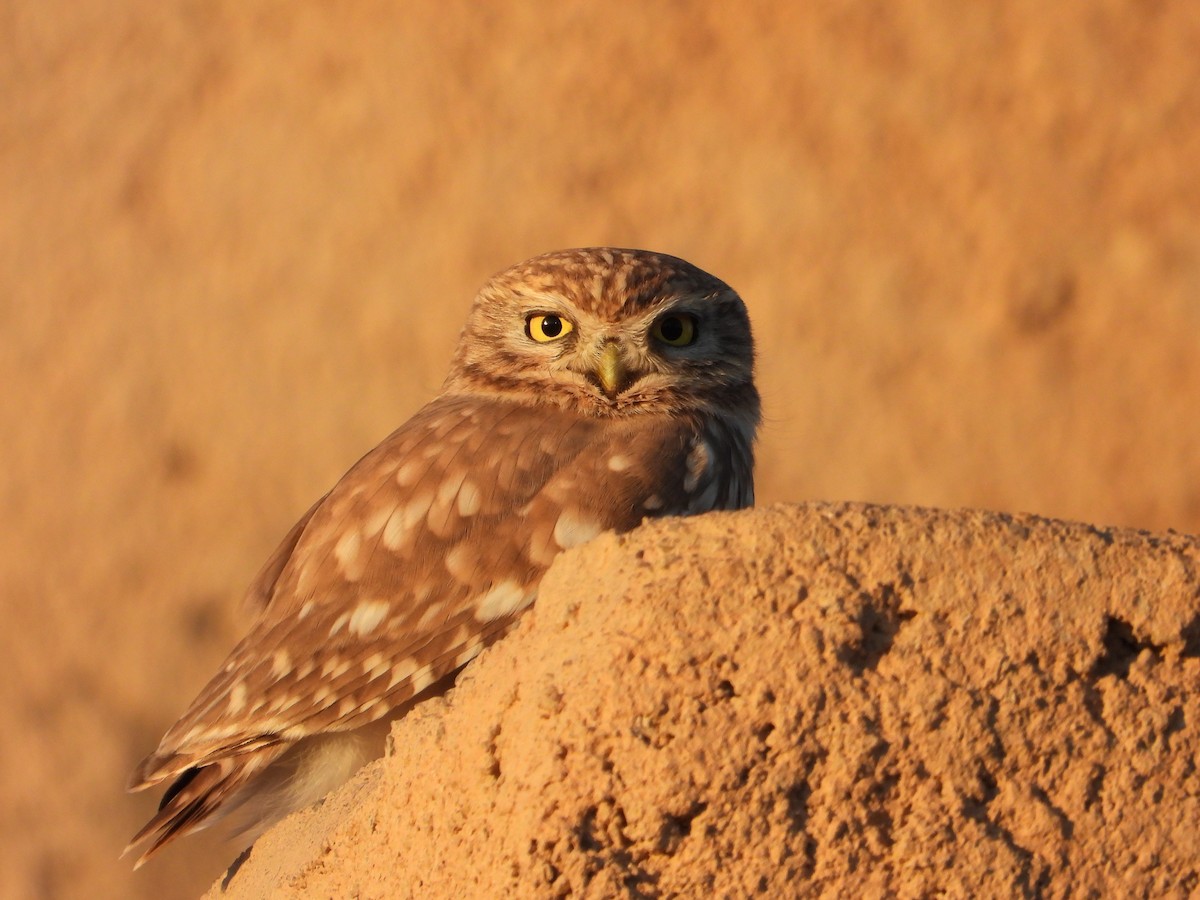 Little Owl - Chakavak Abbaspour