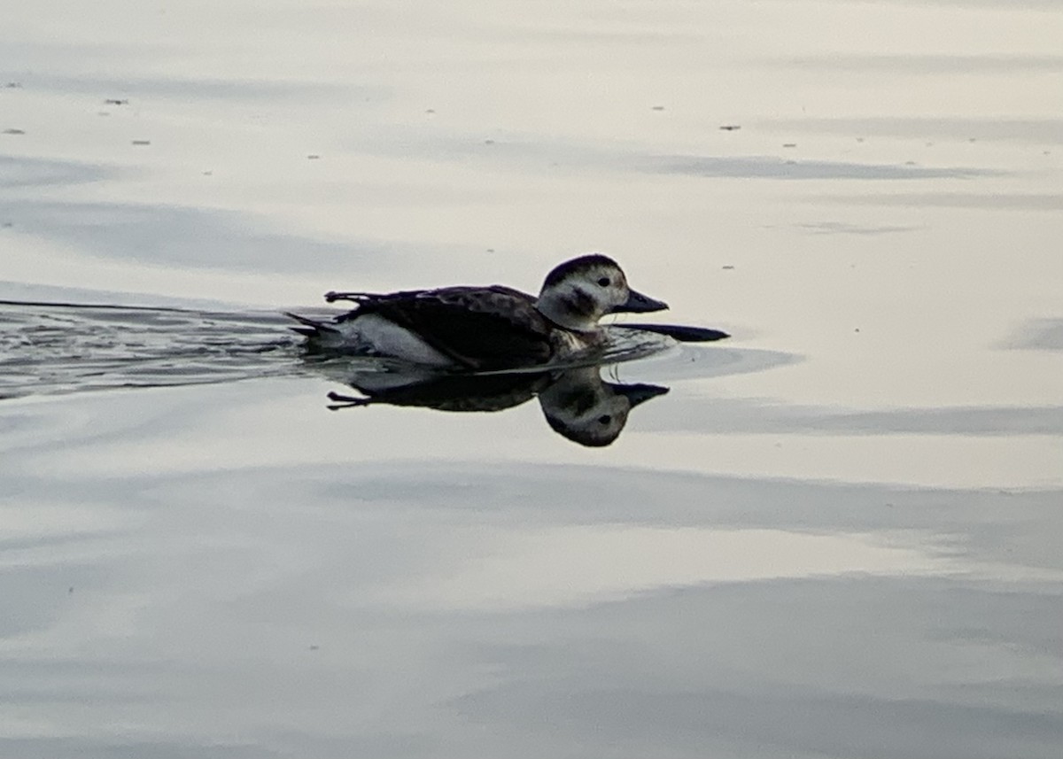 Long-tailed Duck - ML404812401