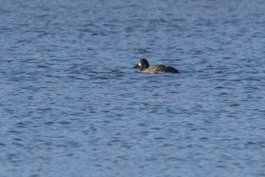 Greater Scaup - ML40481901