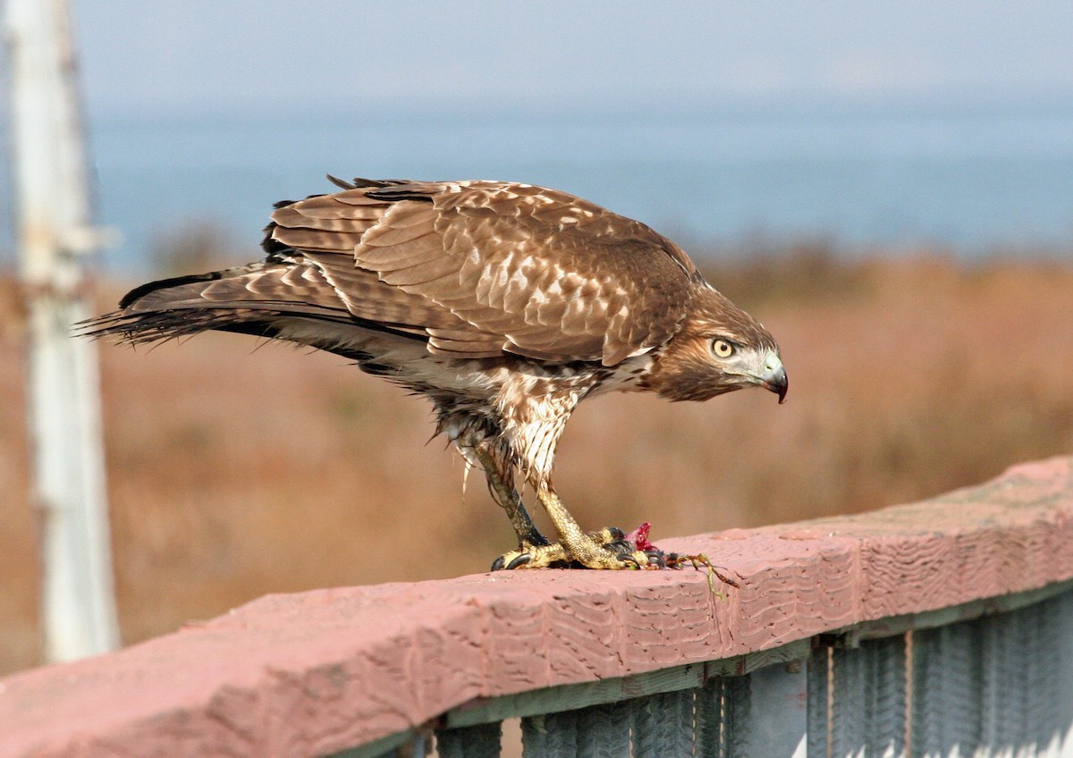 Red-tailed Hawk - Edwin Lewis