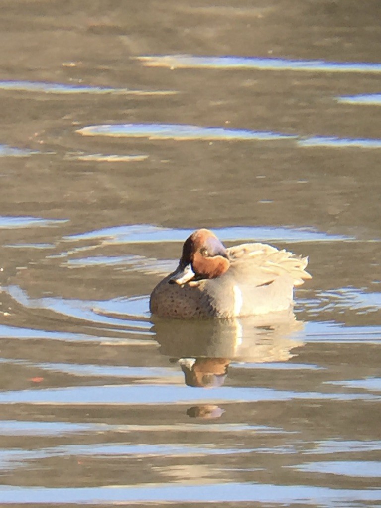Green-winged Teal - ML404821151