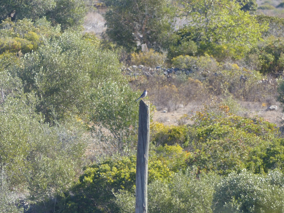 Iberian Gray Shrike - ML404829671