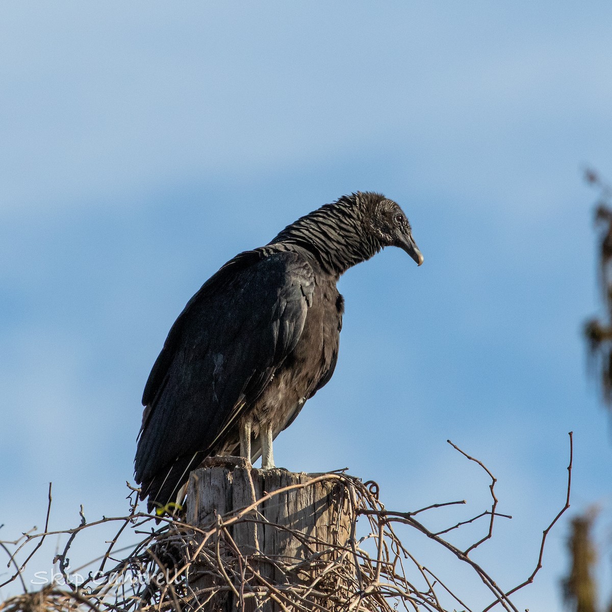 Black Vulture - ML404830491