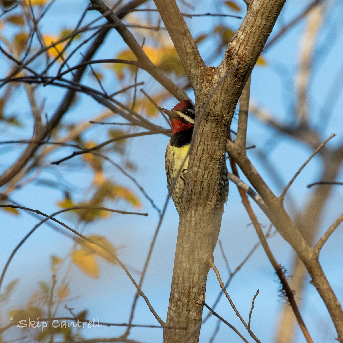Yellow-bellied Sapsucker - Skip Cantrell