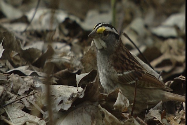 White-throated Sparrow - ML404832