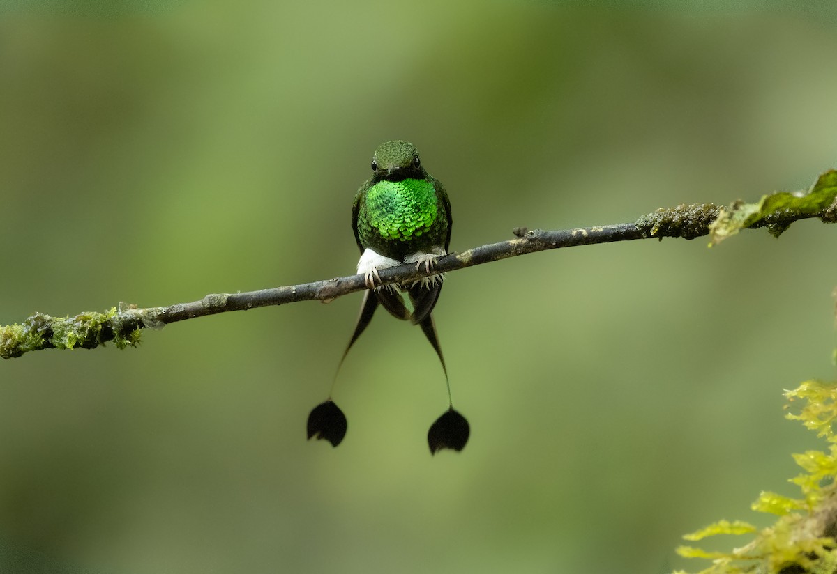 White-booted Racket-tail - ML404835711