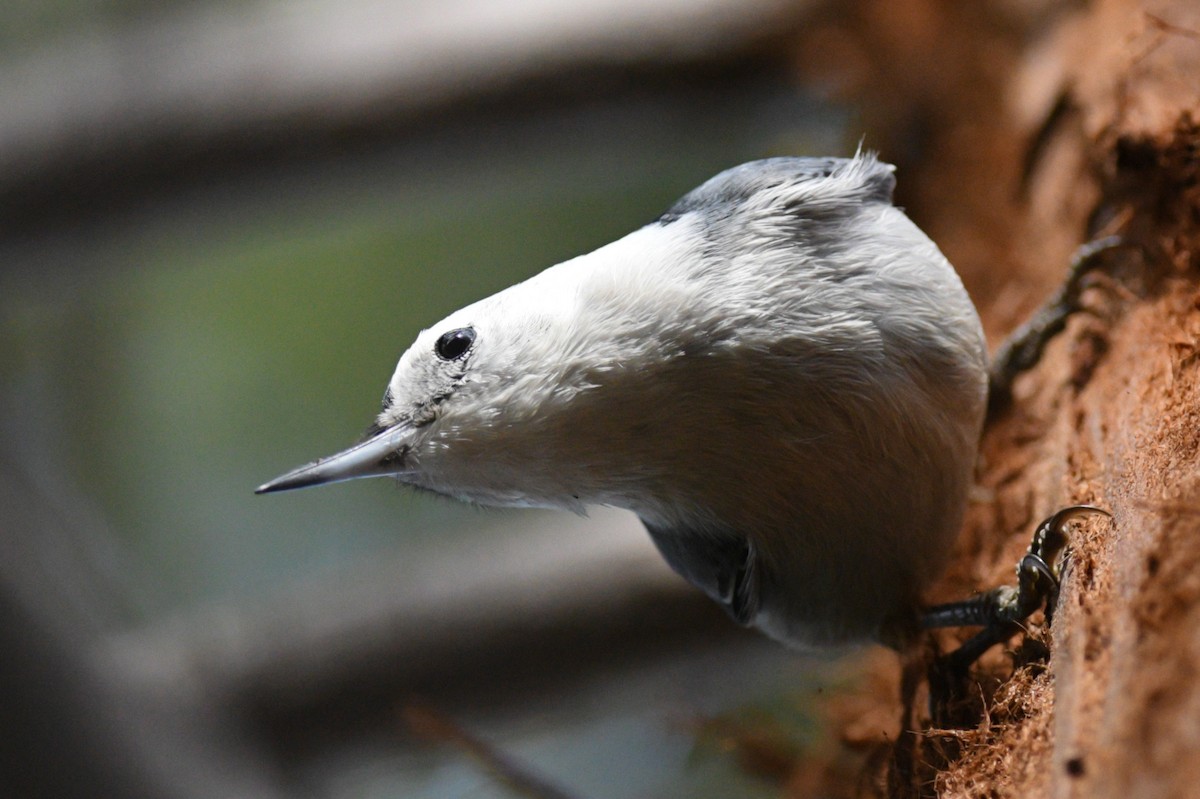 White-breasted Nuthatch (Pacific) - ML404843141