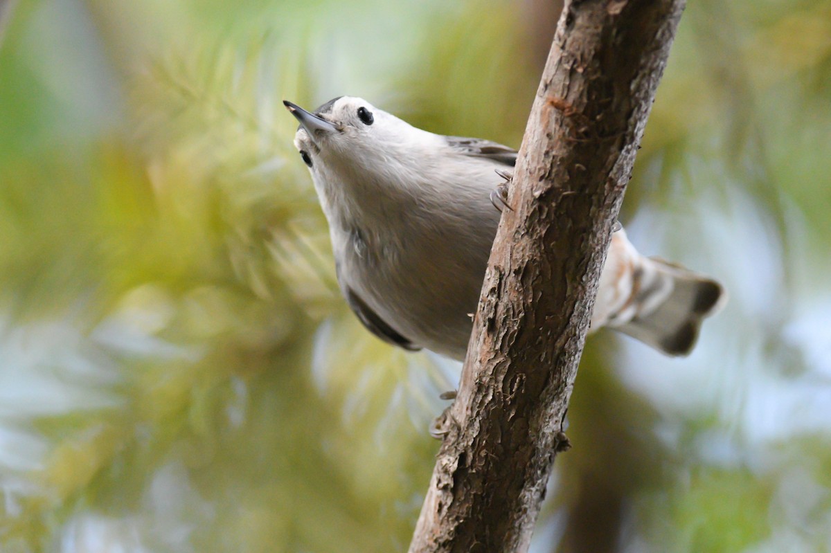 White-breasted Nuthatch (Pacific) - ML404843151