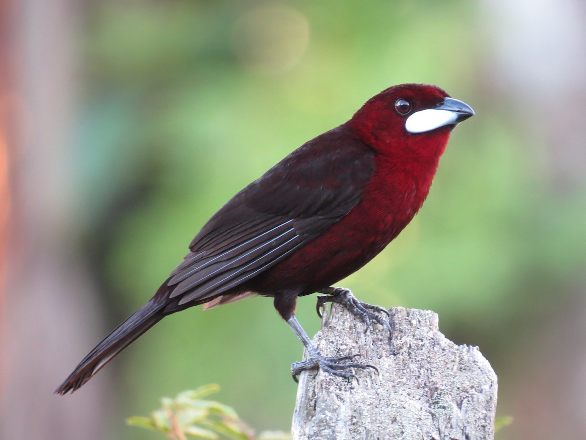 Silver-beaked Tanager - Sandy Gallito