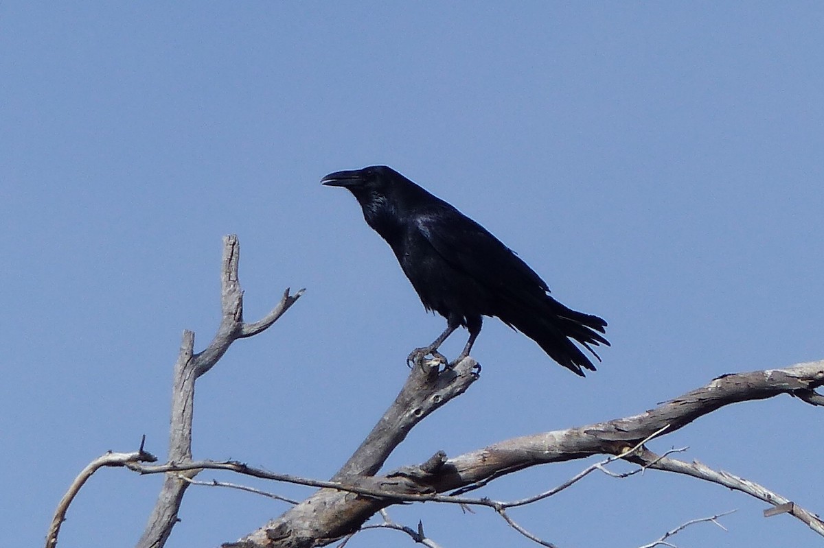 Common Raven - Susan Voelker