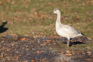Snow Goose, ML404858671