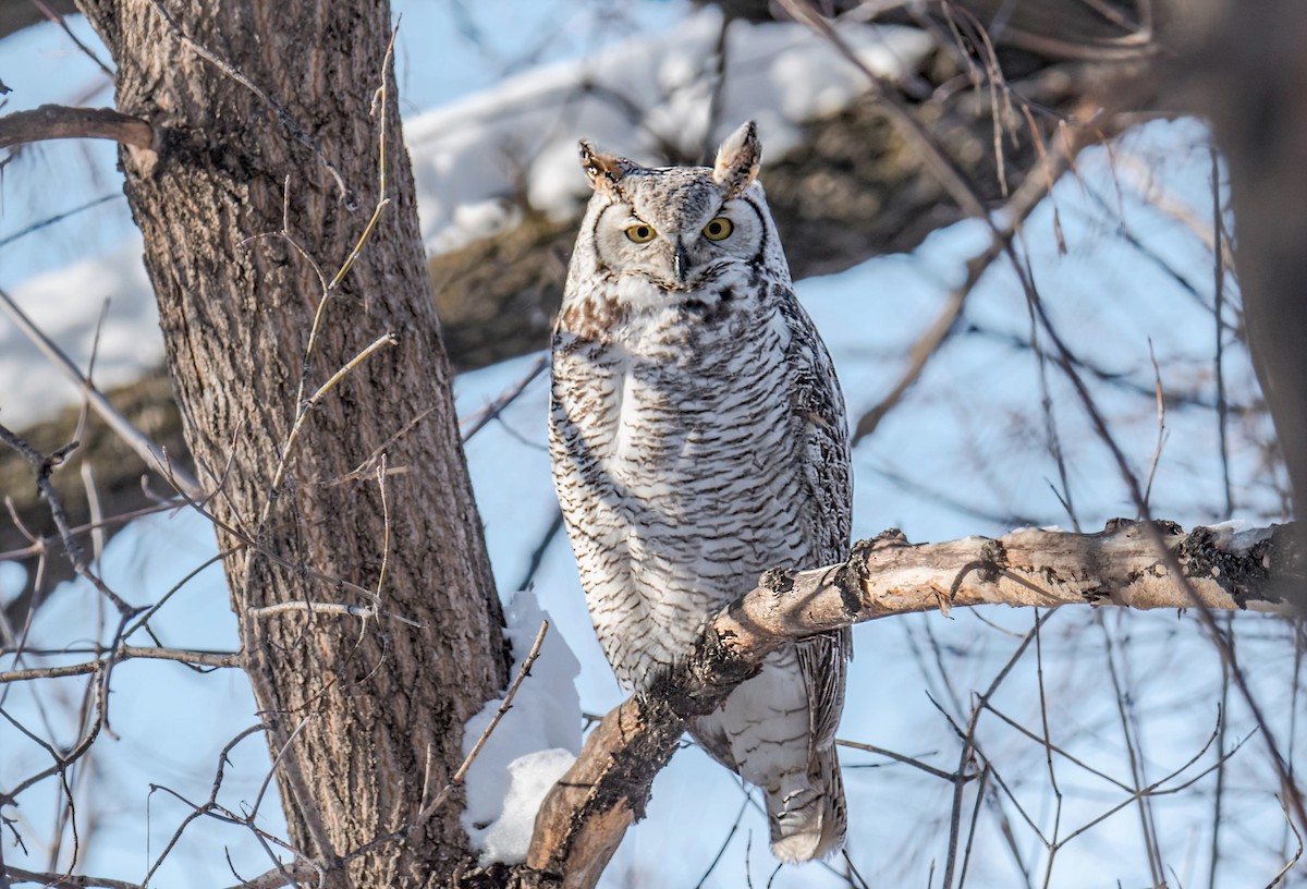 Great Horned Owl - ML404860111